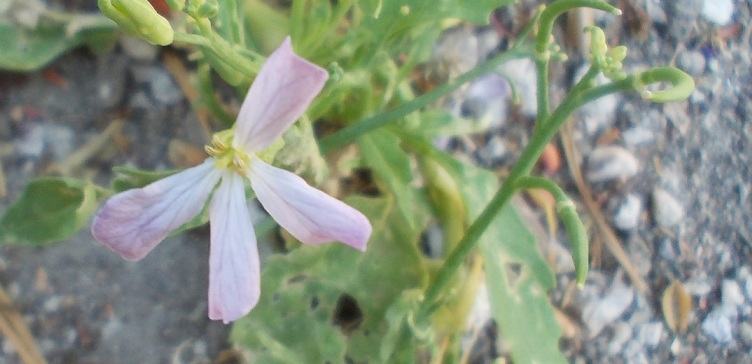 fiore rosa piccolo da determinare - Brassicacea